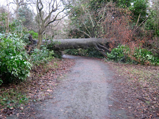 A fallen tree blocks the path in Armstrong Park