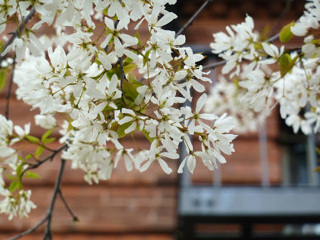 Amelanchier blossoms on a New York City street tree
