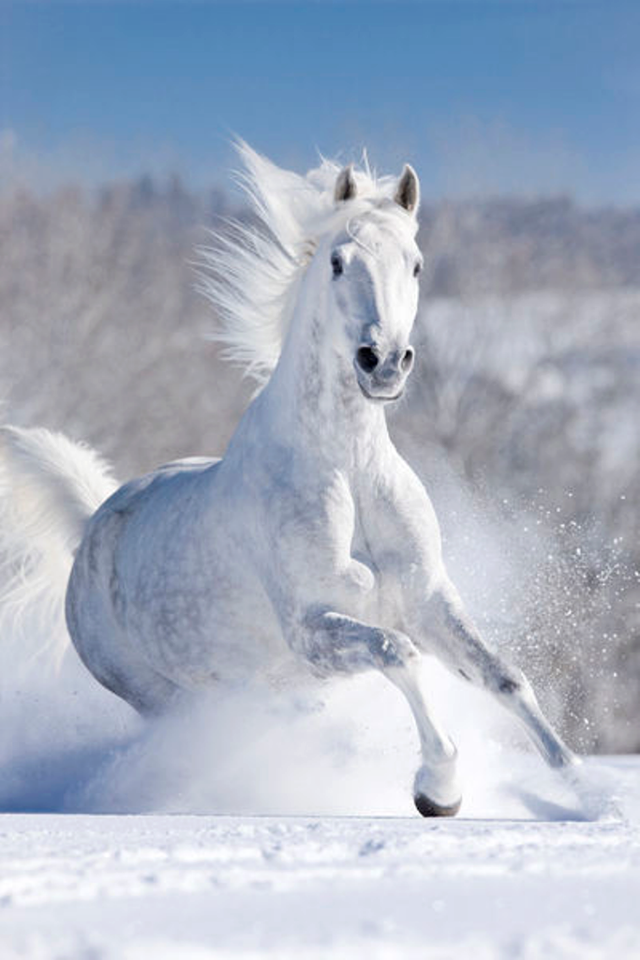 EL CABALLO HISPANO ÁRABE CABALLOS EN LA NIEVE
