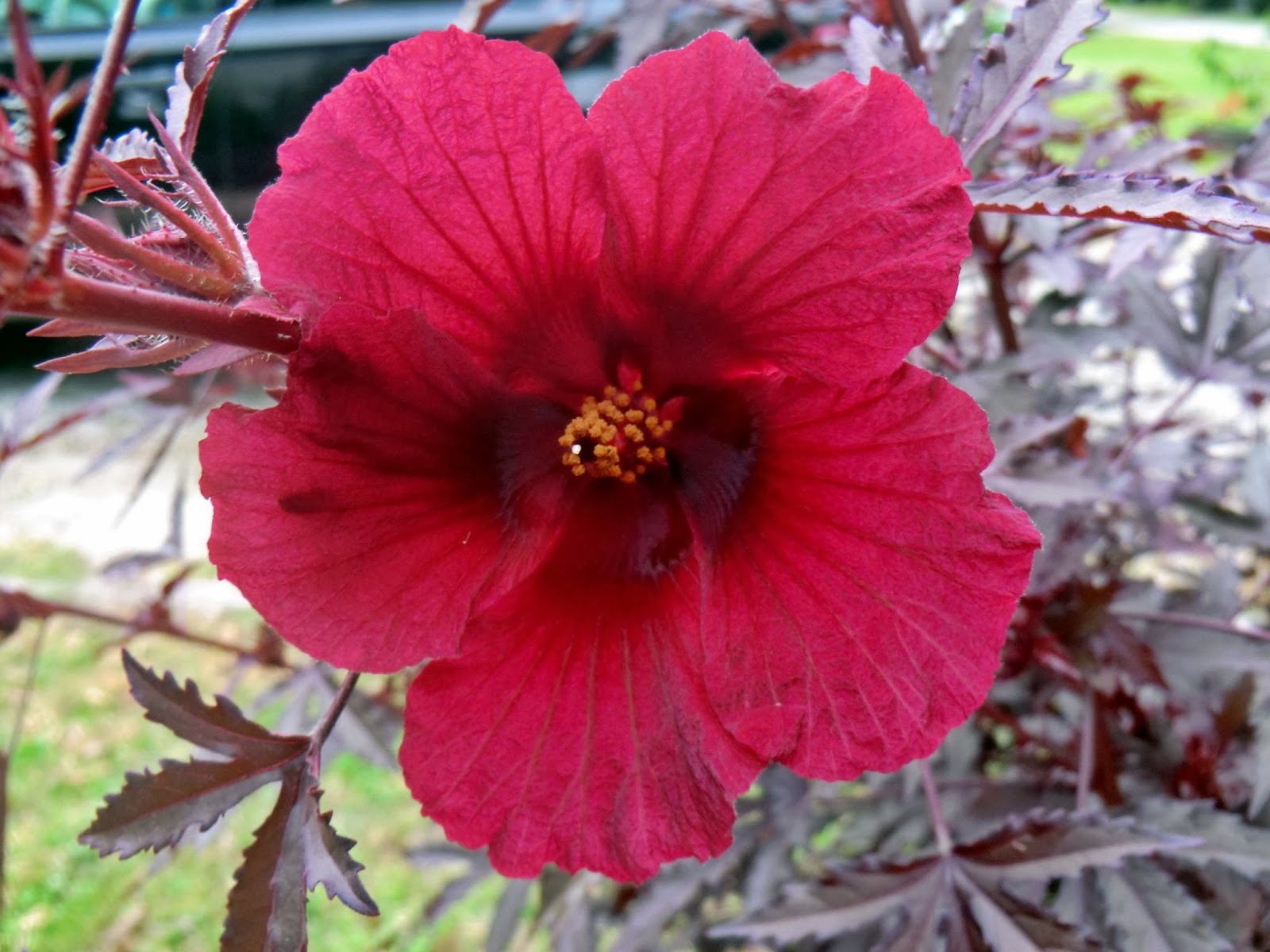 Florida Gardening Zone 9