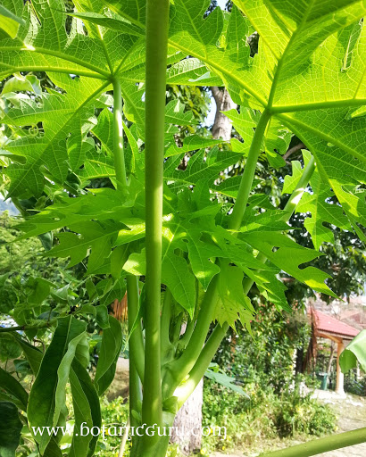 Carica papaya tree leaves