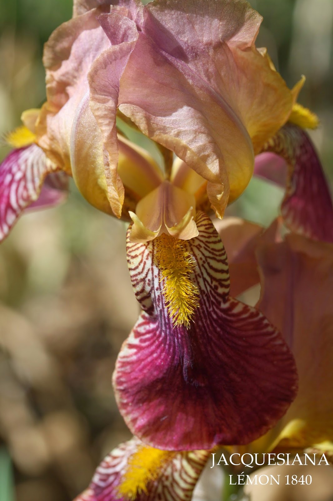 French Historic Tall Bearded Iris JACQUESIANA HERITAGE IRISES