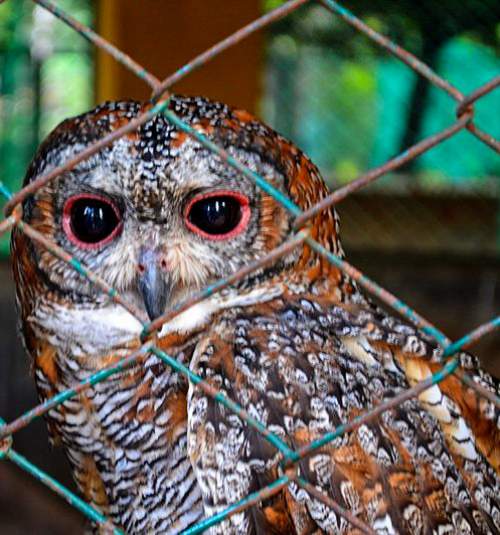 Birds of India - Photo of Mottled wood owl - Strix ocellata