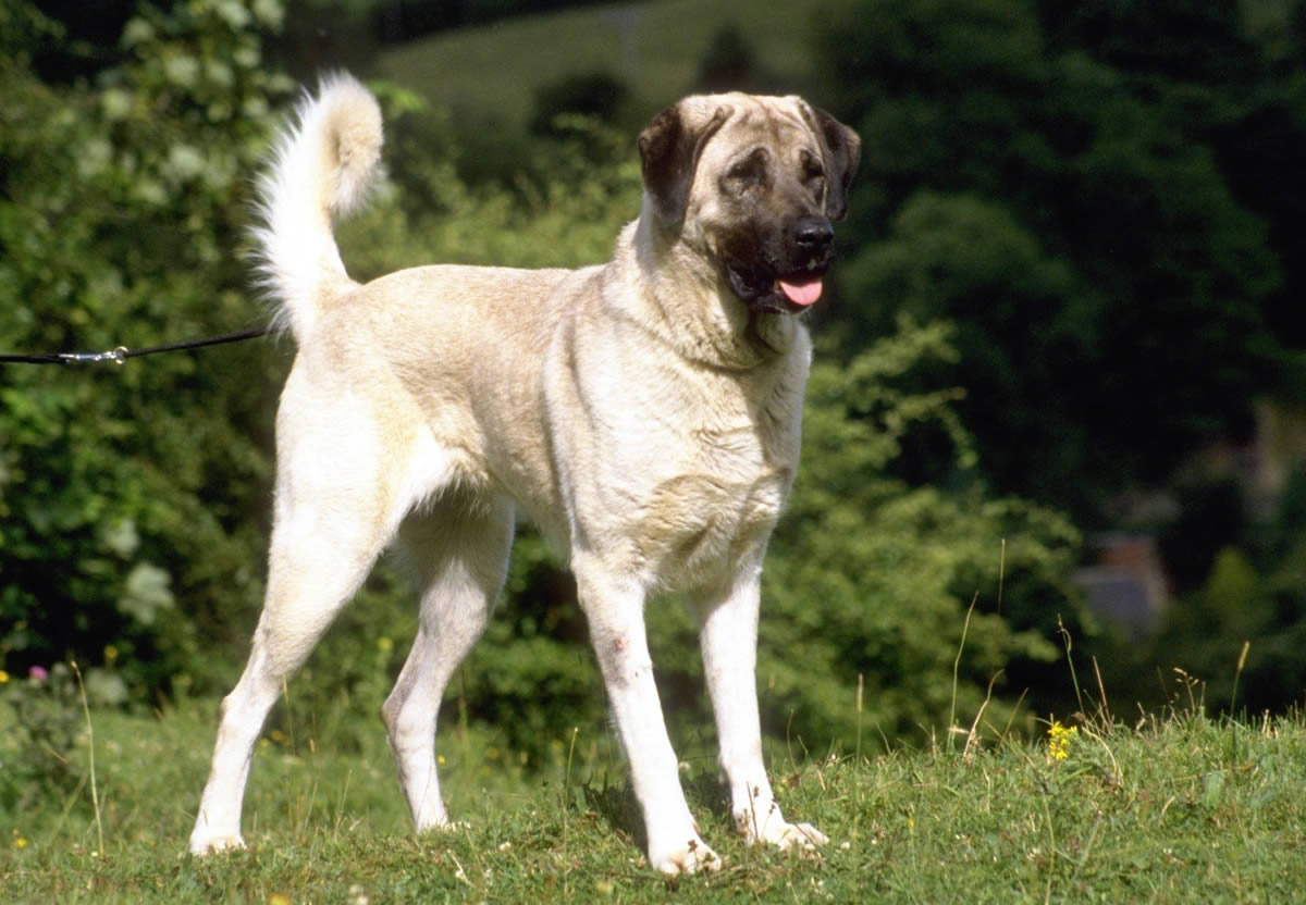 Is A Anatolian Shepherd The Right Dog For You