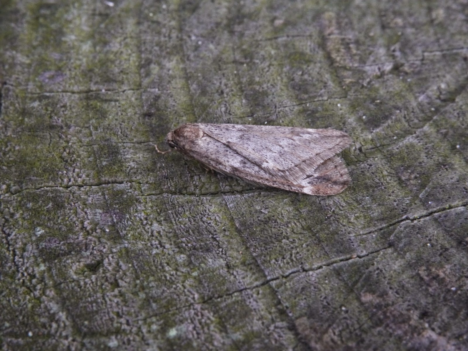 Northwest Norfolk Naturalists Three more earlyseason moths