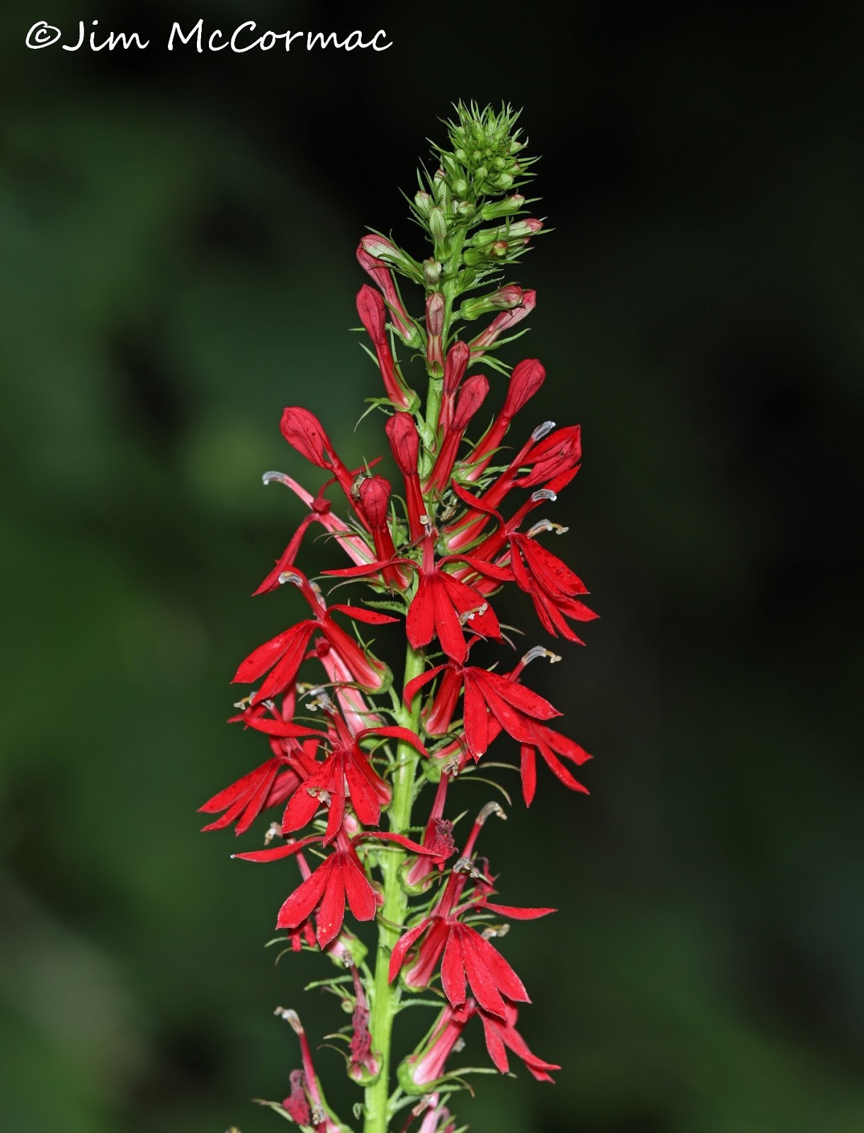 ohio birds and biodiversity