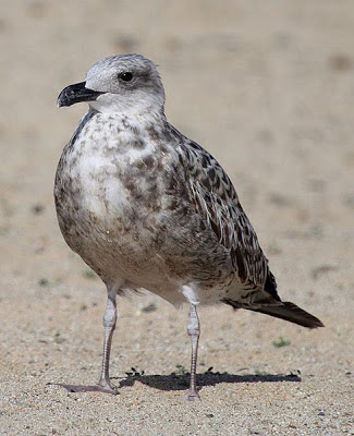 Juvenil de Larus fuscus 