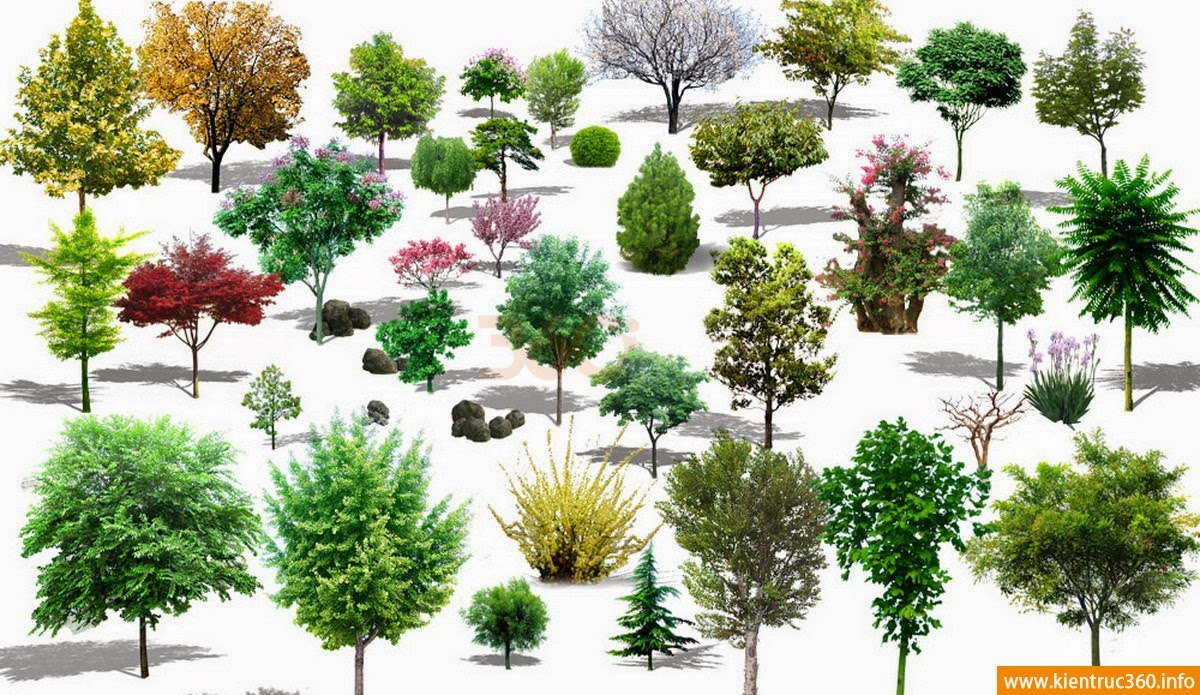 Деревья и кустарники для детей. Несколько деревьев и кустарников. Кустарники вид сверху. Бересклет дерево 3д. Куст.