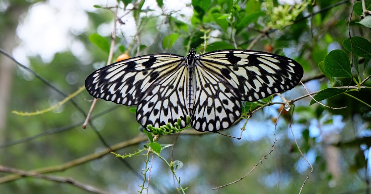 Bohol Tour Butterfly Sanctuary Christine Loves to Travel