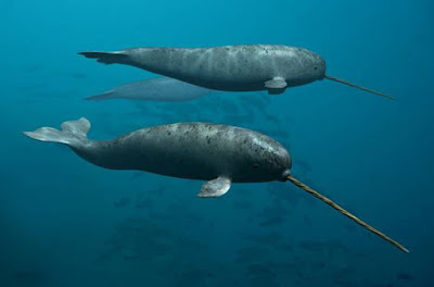Narwhal - Animals Beginning with N Narwhal - Animals Beginning with N