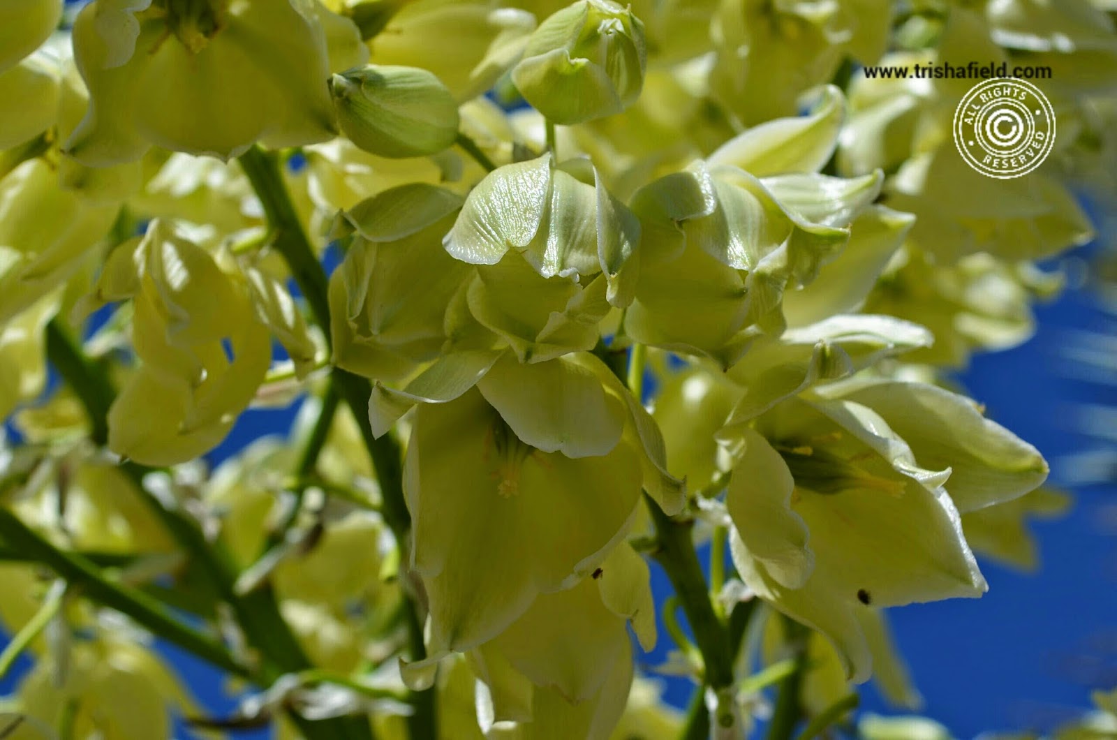 Beautiful flowers on the palm trees