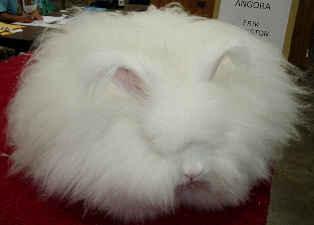 Achra Rabbit Angara Rabbits