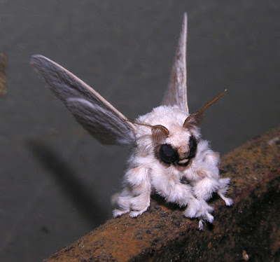 " Poodle Moth " , أو "عثة البودل" Poodlemoth1%2B%25281%2529