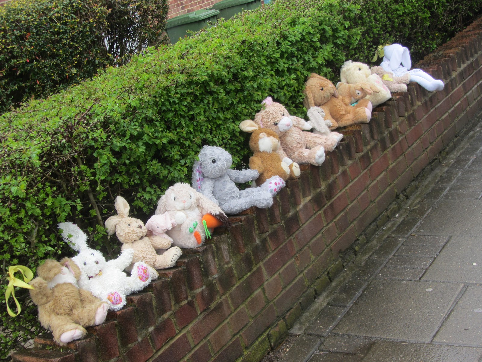 Ham Photos: Wet rabbits