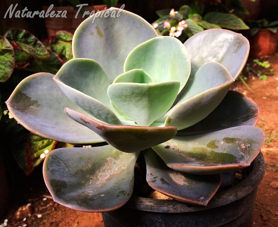 Vista lateral de la roseta de la planta suculenta Rosa de Bronce o Rosa de Plata, Echeveria gibbiflora var. metallica