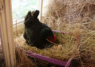 Kit happily climbing back on top of the eggs Kit happily climbing back on top of the eggs