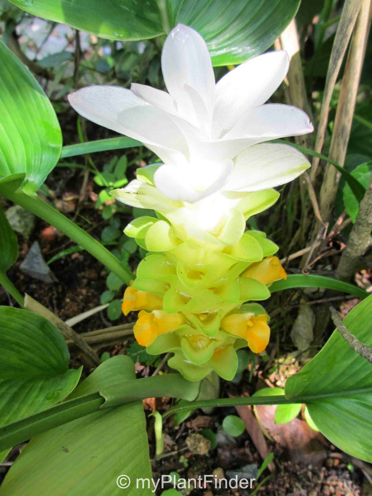 MY PLANT FINDER Plant Guide Curcuma longa