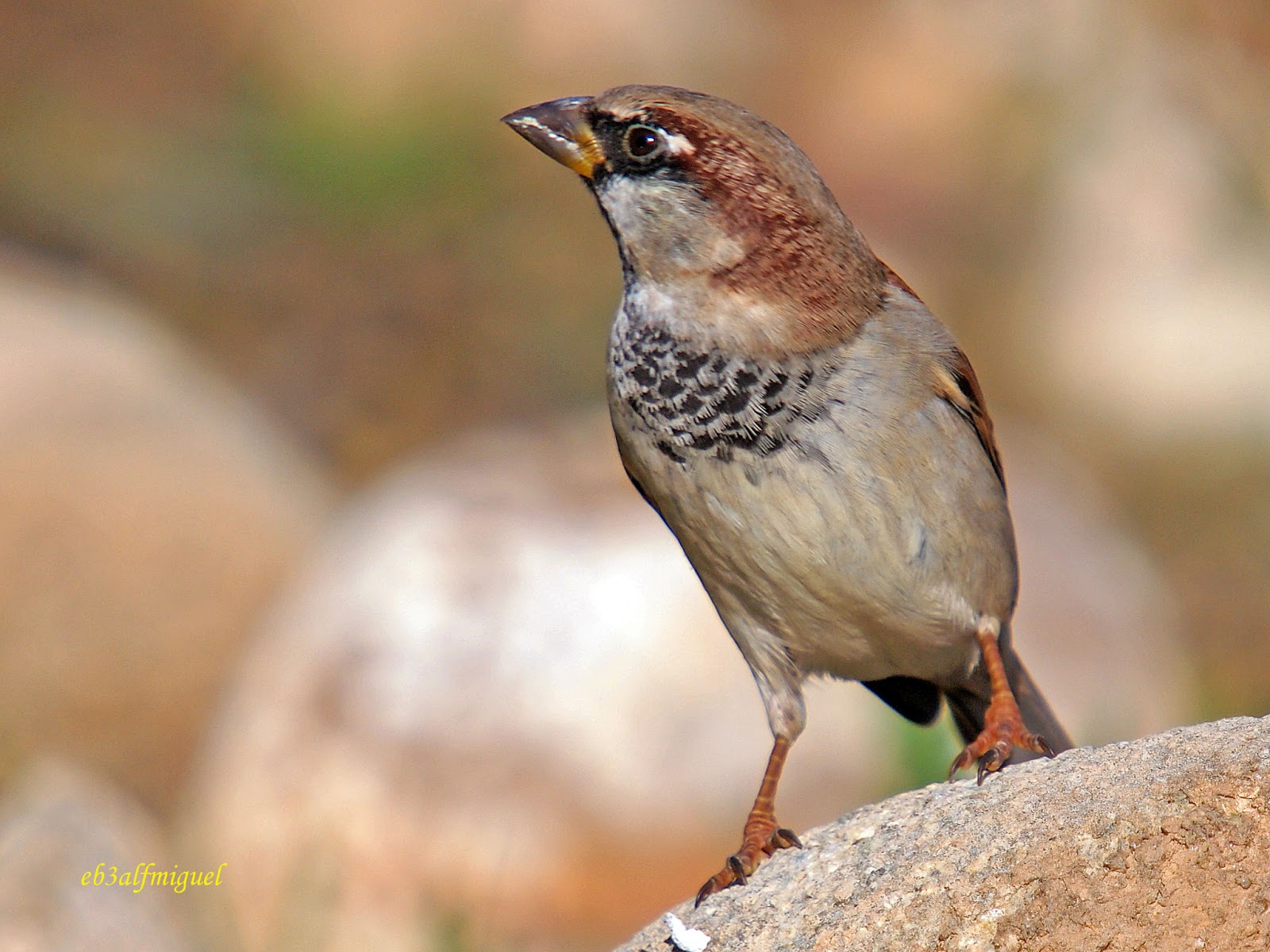Miguel fotografia Gorrión común (Passer domesticus)