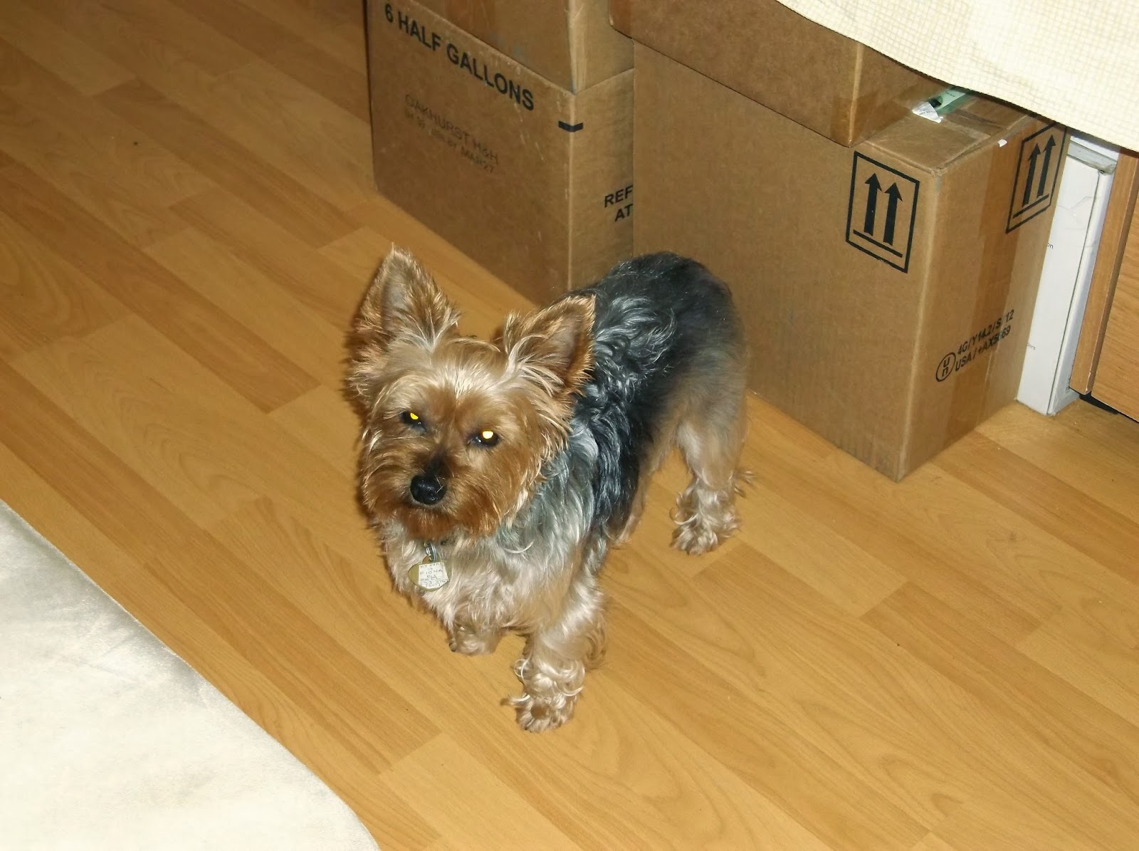 Missy's Product Reviews John Paul Pet Review and Giveaway