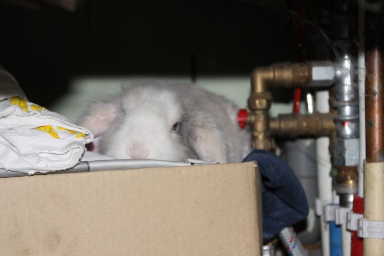 Het Vrolijke Konijnenhol: Grace, zo mak als een lammetje!