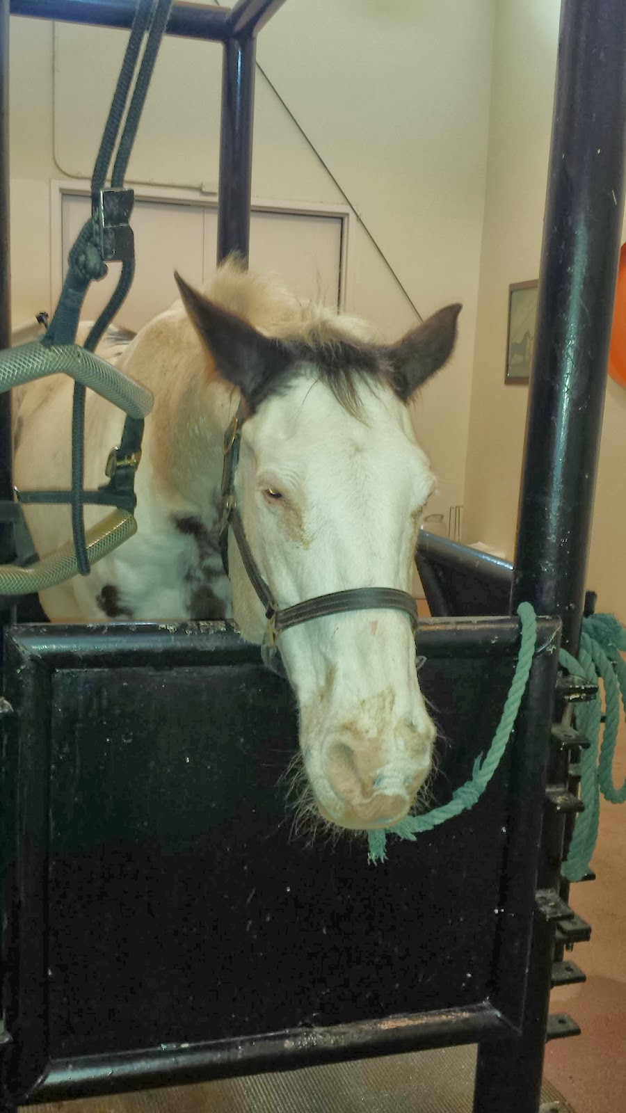 Wyvern Oaks Old horses are fragile