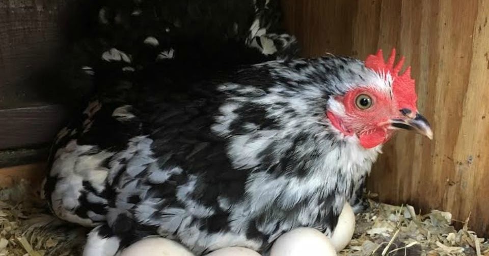 Ulasan Lengkap Perbedaan Telur Ayam Negeri Dan Kampung Distributor Telur Makassar Usaha Agen Telur Supplier Telur Di Makassar Grosir Telur Ayam Ulasan Lengkap Perbedaan Telur Ayam Negeri Dan Kampung Distributor Telur Makassar Usaha Agen Telur Supplier Telur Di Makassar Grosir Telur Ayam