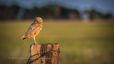 Burrowing Owl in the Black Hills of South Dakota taken by Dakota Visions Photography LLC