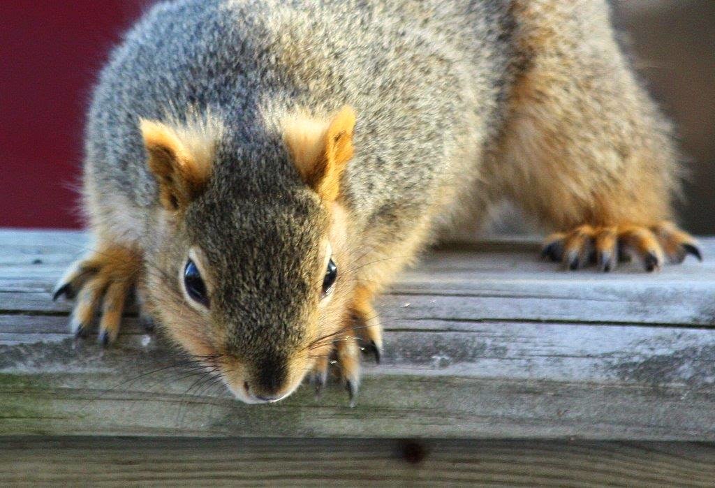 Sarah Lynn S Nature Splendor Squirrels On Deck