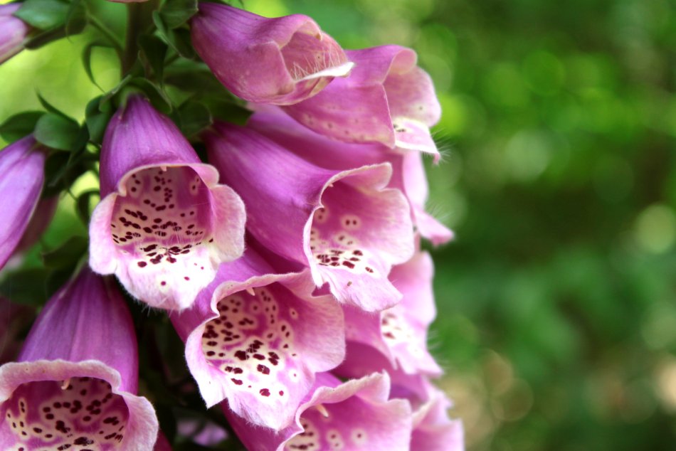 sweet somethings: With Silver Bells and Cockle Shells