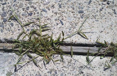 Nature's Avenger kills crab grass in cement joint.