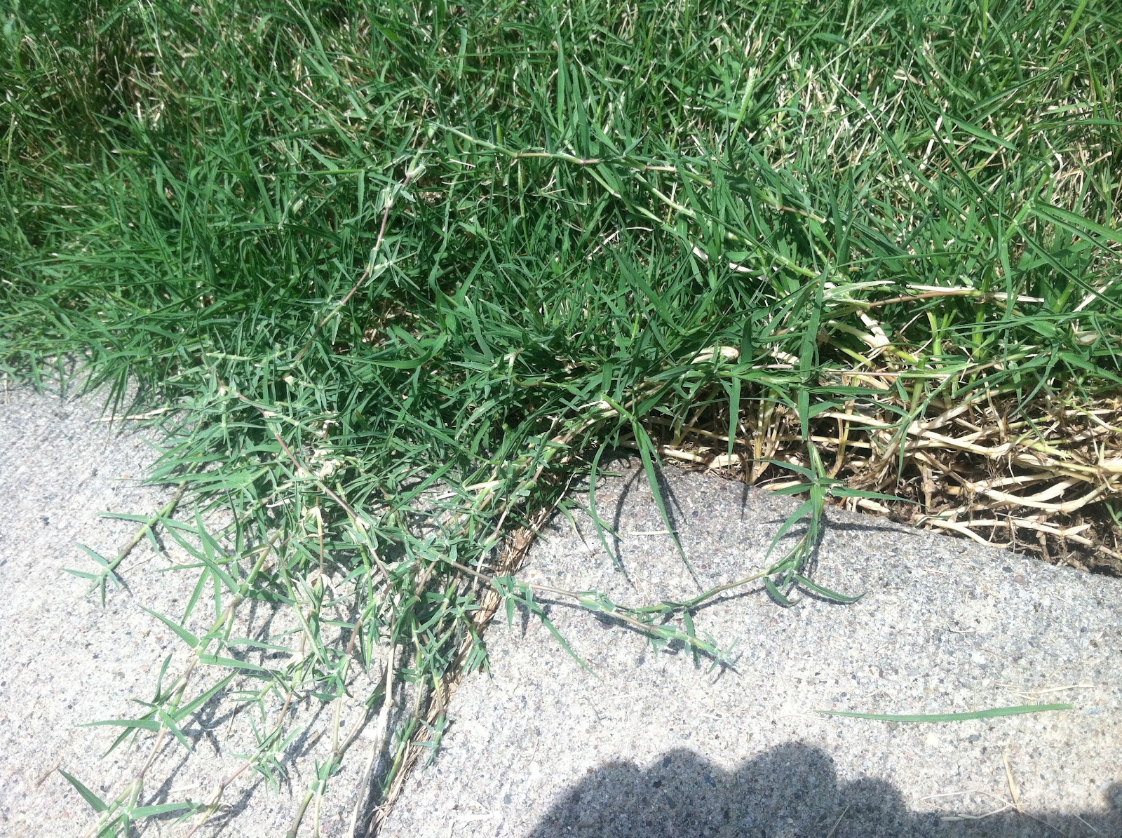 iaTURF BERMUDAGRASS IN DES MOINES LAWN