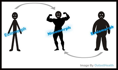 ectomorph, mesomorph, and endomorph