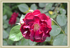 dark red floribunda, roses