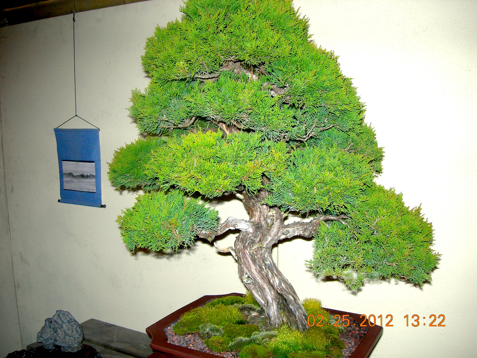 WeedsNWildflowers Garden Expo, Harrisburg PA Bonsai