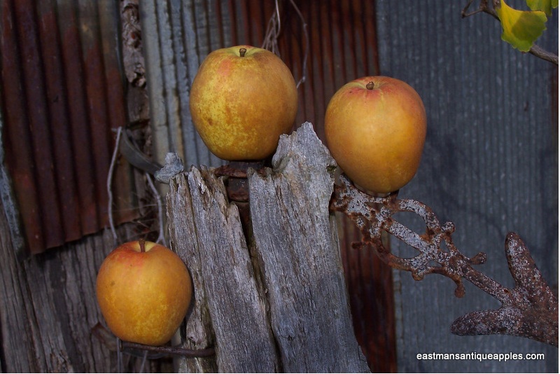 Art Meets Earth ISLAND holds fruit tree grafting