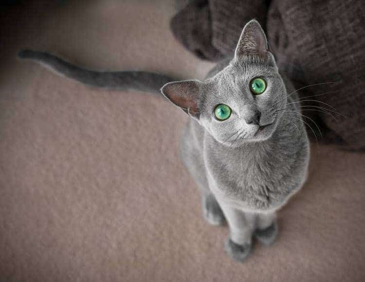 Stunning Pictures Of Silver Cat Sisters With Gorgeous Green Eyes Stunning Pictures Of Silver Cat Sisters With Gorgeous Green Eyes