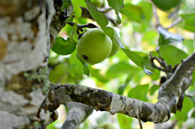 The Lost Gardens of Heligan in Cornwall