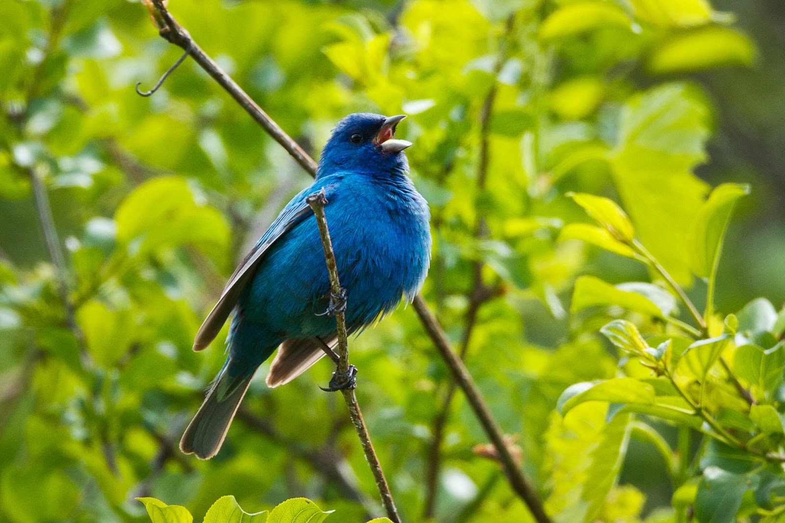 Feather Tailed Stories: Indigo Bunting