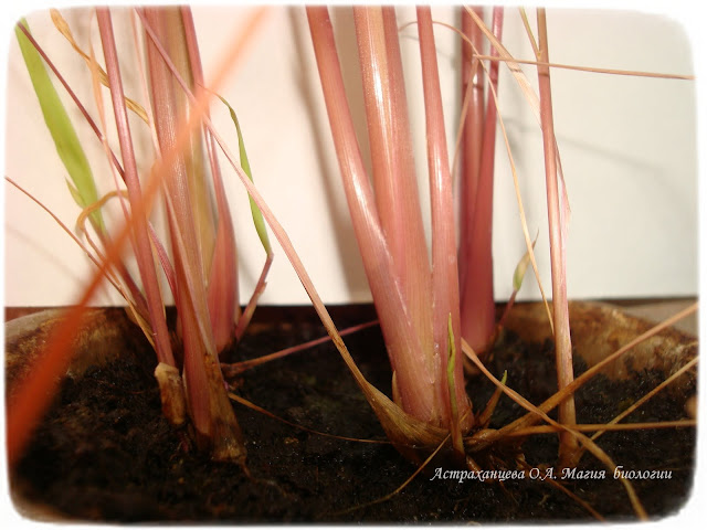 cimbopogon-citronella-lemongrass-kak-vyrastit-na-podokonnike