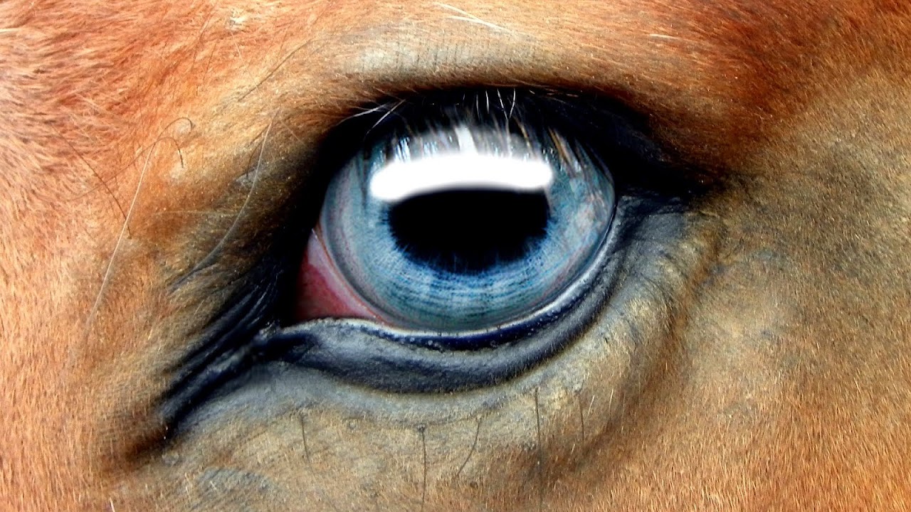 Equine vision Horse Eye Horse Choices