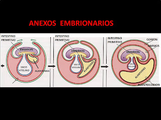MANUAL DE REPRODUCCION BOVINA: EMBRIOLOGIA