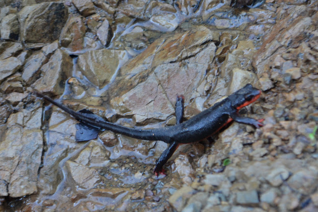 black salamander with bright red underside