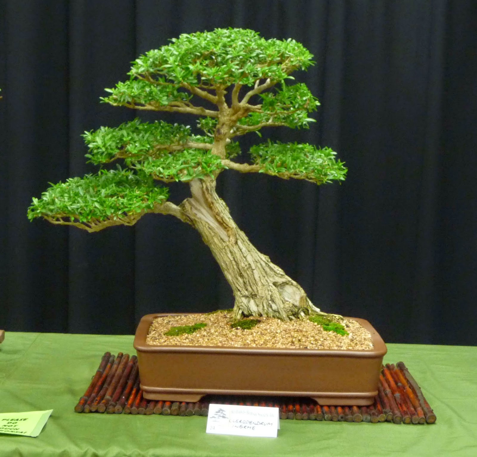 Stephen Cullum's Bonsai & Pottery Post 150 Australian Native Bonsai