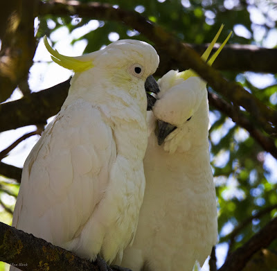 merlin sulfur crested cockatoo for adoption merlin sulfur crested cockatoo for adoption