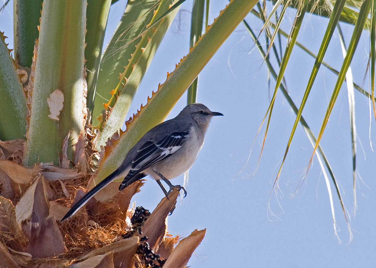 Northern Mockingbird Greg in San Diego