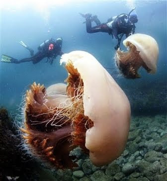 La medusa gigante nomura (Nemopilema nomurai).