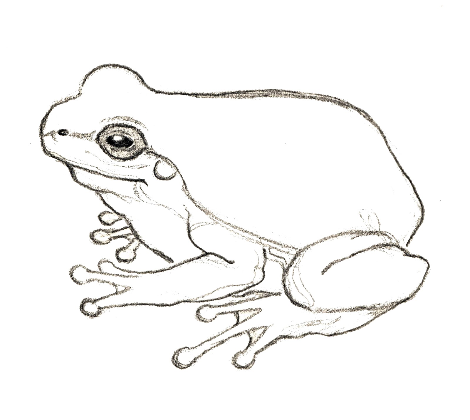 Rampant Eclecticism: #365 drawings: Frog 6/365