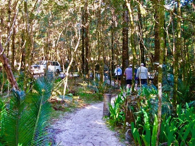Rainforest Walking Tracks