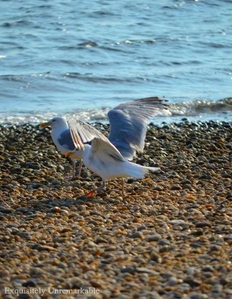 Seagull On A Rocky  Beach