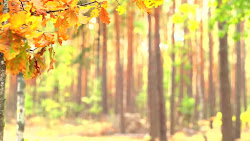 background fall autumn leaves nature scene blur natural editing falling 1080p park blurred forest bright colorful autumnal shutterstock shot camera